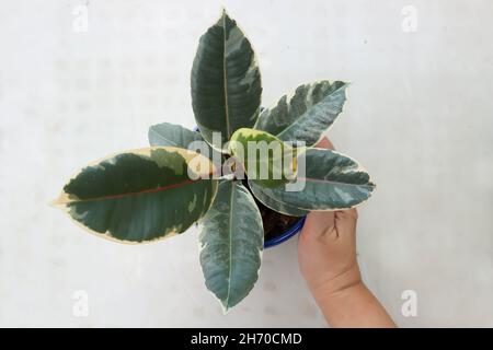 Decora Tree, Indian Rubber Tree or Rubber Plant or Variegated Indian Rubber Stock Photo