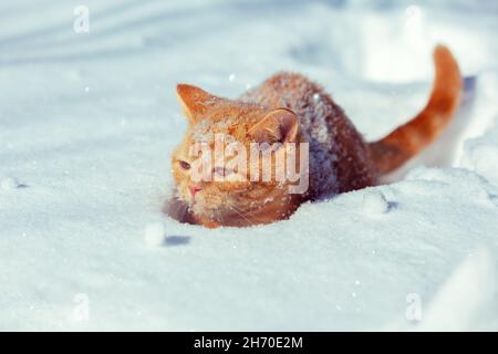 Small ginger kitten sits in deep snow in winter Stock Photo