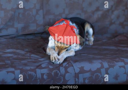 Nice portrait of mixed breed female  three colored dog wearing red bow on head and being self-conscious about it while lying on  a sofa Stock Photo