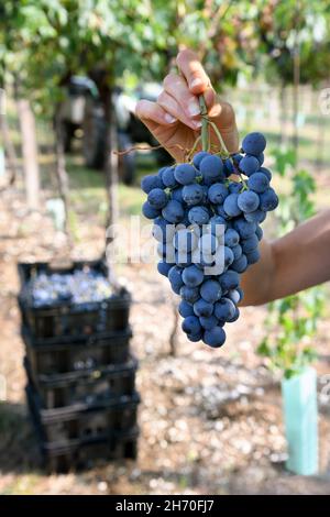 Crop unrecognizable female farmer demonstrating bunch of ripe appetizing ripe black grapes during harvesting works on sunny day in vineyard Stock Photo