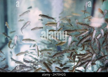 Lots of small garra rufa fish in a fish pilling aquarium or fish spa Stock Photo