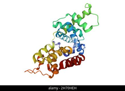 Crystal structure of human cyclin T2. 3D cartoon model, PDB 2ivx, white background Stock Photo