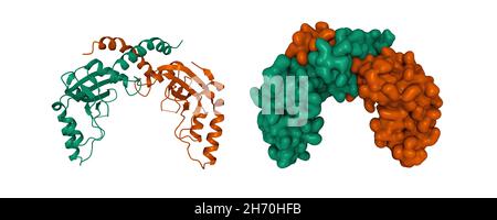 Crystal structure of PvuII endonuclease, 3D cartoon and Gaussian surface models, chain id color scheme, PDB 1pvu, white background Stock Photo