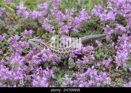 Sand Lizard (Lacerta agilis). Female in purple flowers. Germany Stock Photo