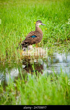 A black duck with four sheltered ducklings stands warily on her nest in a reedy waterhole in a Cleveland nature park in Brisbane, QLD, Australia. Stock Photo