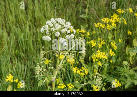 White flowers hogweed. Flowering plant in the meadow. Cow parsnip in field Stock Photo