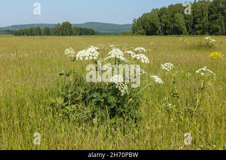 Cow parsnip in field. dangerous allergic hogweed plant growing in the field. Stock Photo