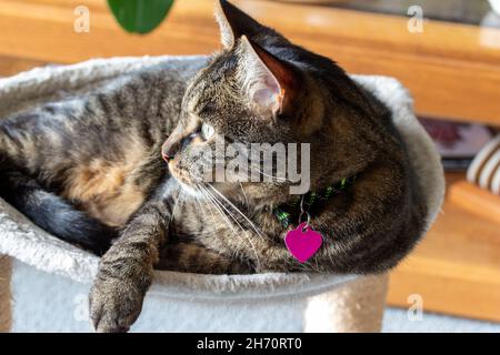 Closeup portrait view of a gray striped tabby cat relaxing in a round indoor cat hammock bed Stock Photo