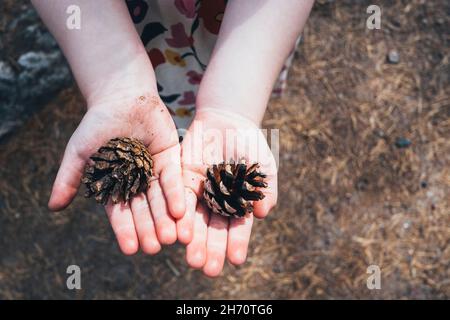 Child holding pine cones Stock Photo
