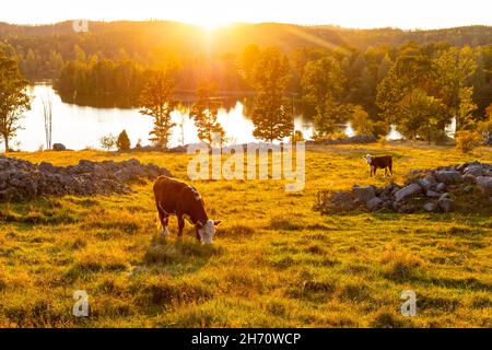 Cows grazing in pasture at sunset Stock Photo