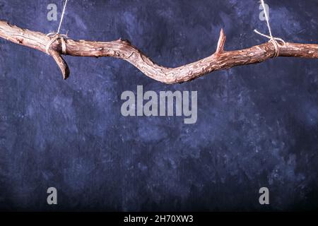 Blackboard with hanging curved branch in the form of a crossbar. Horizontal concept image for menu restaurant or advertising with empty space for text Stock Photo