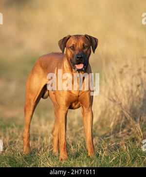 Rhodesian Ridgeback. Adult dog standing on a meadow. Germany Stock Photo