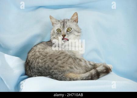 Domestic cat. Tabby adult lying on a light-blue blanket. Germany Stock Photo