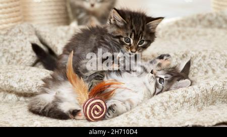 Norwegian Forest Cat. Two kittens playing on a blanket. Germany Stock Photo