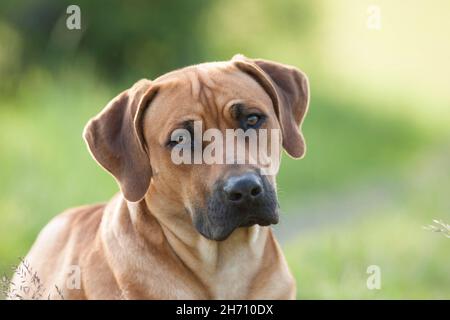Rhodesian Ridgeback. Portrait of adult dog. Germany Stock Photo