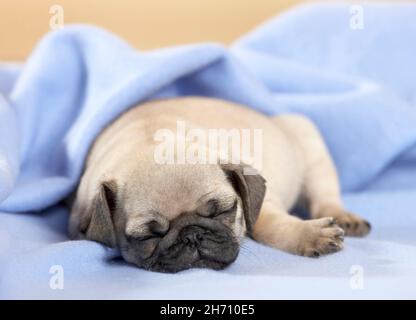 Pug. Puppy sleeping in a light-blue blanket. Germany Stock Photo
