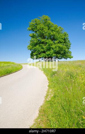 The Lime Tree of Linn (Linner Linden). Thelarge, ancient linden tree stands lonely on a hill under a blue sky, the path leads past it and benches invite you to relax, Linn in the canton o f Aargau, Switzerland.. Stock Photo
