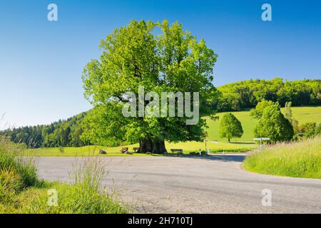 The Lime Tree of Linn (Linner Linden). Large, ancient linden (around 800 years old) stands under a blue sky at the fork in the road. Linn in the canton of Aargau, Switzerland Stock Photo