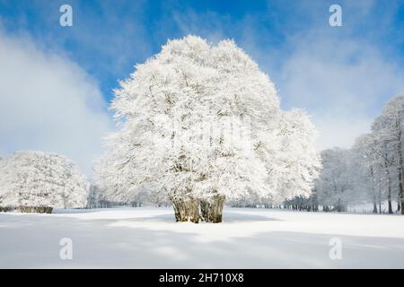 Fog clears over snow-covered beeches covered with hoar frost in the Neuchatel Jura, Switzerland Stock Photo