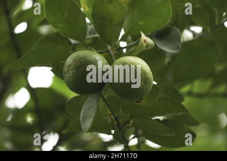 Closeup shot of two green lemons on a tree Stock Photo