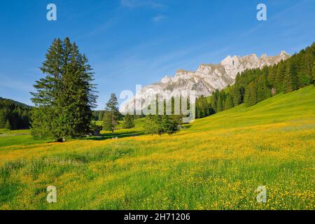 Lutertannen in front of the Alpstein massif with Saentis in springtime. Canton of St. Gallen and Appenzell, Switzerland Stock Photo