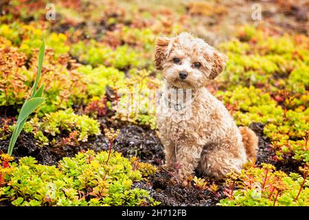Toy Poodle. Adult dog sitting among cushion plants. Germany Stock Photo