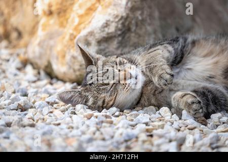 Domestic cat. An adult tabby cat sleeping on gravel next to a rock. Germany Stock Photo