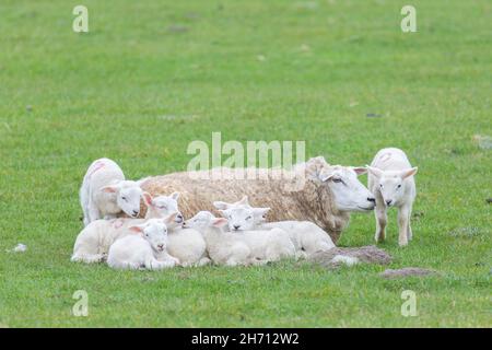 Domestic Sheep. Ewe and seven lambs restingon a meadow in spring. Germany Stock Photo
