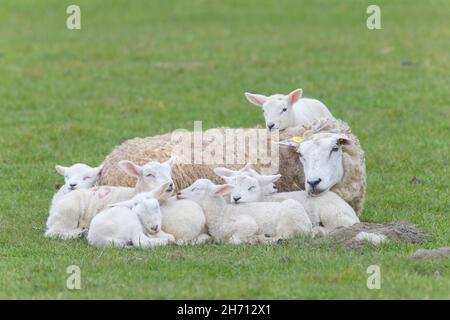 Domestic Sheep. Ewe and seven lambs restingon a meadow in spring. Germany Stock Photo