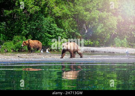 pair Bears fishing salmons in Kuril Lake Kamchatka Peninsula Stock Photo