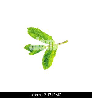 Fresh green mint (peppermint, spearmint) branch with leaves isolated on white background. Stock Photo