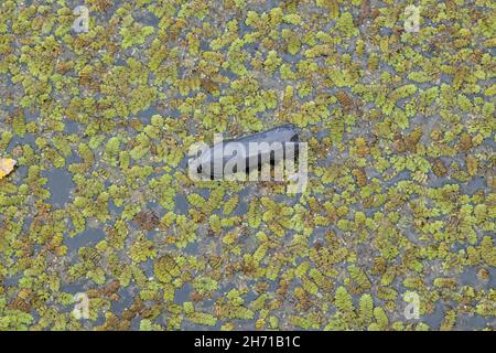 Plastic bottles swims on Floating Watermoss (Salvinia natans) in the coastal area in the delta Danube river. Plastic pollution. Stock Photo