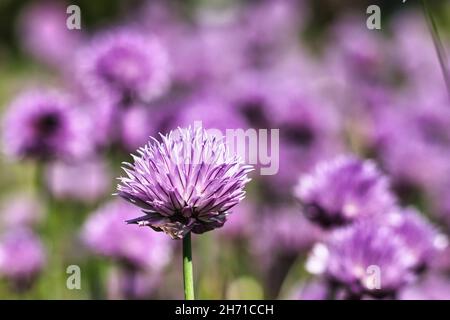 Closeup of Chives, scientific name Allium schoenoprasum. Selected focus. Stock Photo