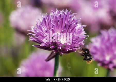 Closeup of Chives, scientific name Allium schoenoprasum. Selected focus. Stock Photo