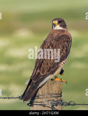 A Swainson's hawk stands alert on a fence post in Wyoming Stock Photo