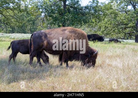 Bison with her calf grazing in summer Stock Photo