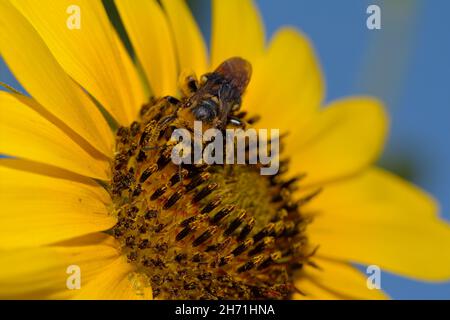 Closeup of a Bumble Bee on a Sunflower, covered in yellow pollen Stock Photo