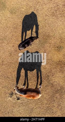 Top down view of two horses in the pasture, eating hay, with their shadows next to them Stock Photo