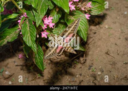 Dorsal view of White-lined Sphinx moth hovering and feeding nectar on Pentas flower with its long proboscis at dusk Stock Photo
