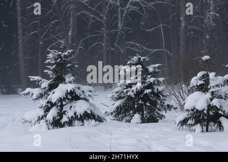 Three fir trees in a deep snow cover on the background of a coniferous forest in the morning haze Stock Photo