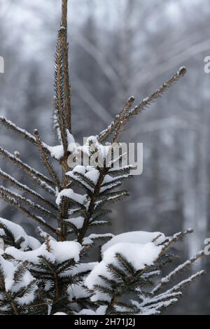The top of a small spruce tree with some branches covered with snow close-up Stock Photo