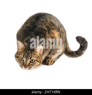 The cat is isolated on a white background. A young tortoiseshell cat is sitting. Ginger striped pet. Short-haired cat of the European breed. The usual simple Stock Photo
