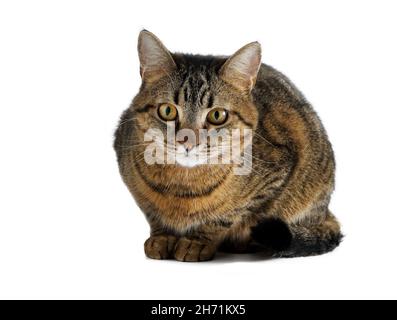 The cat is isolated on a white background. A young tortoiseshell cat is sitting. Ginger striped pet. Short-haired cat of the European breed. The usual simple Stock Photo