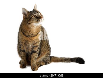 The cat is isolated on a white background. A young tortoiseshell cat is sitting. Ginger striped pet. Short-haired cat of the European breed. Looks up to the side. Stock Photo