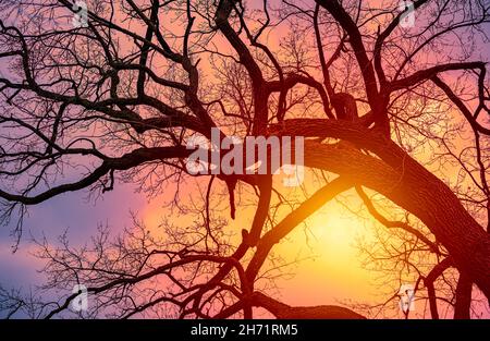Winter sunset, sun shining behind tree branches without leaves Stock Photo