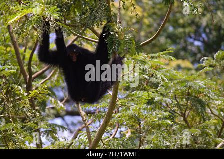 Ateles paniscus, red-faced black spider monkey Stock Photo - Alamy