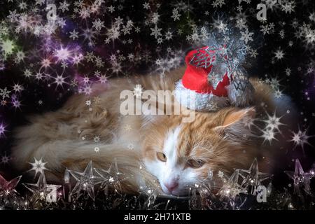 Cat lies comfortably curled in a red New Year's hat in the dark background with christmas garland and snowflakes, collage. Stock Photo