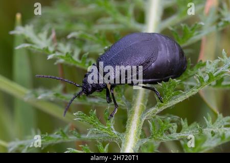 Rainfarn-Blattkäfer, Schwarzer Rainfarn-Blattkäfer, Rainfarnblattkäfer, Weibchen, Galeruca tanaceti, tansy beetle, female, le galéruque de la tanaisie Stock Photo