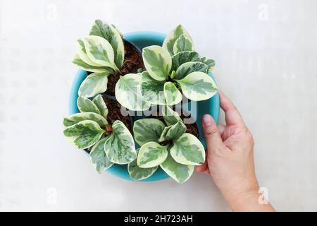 Peperomia obtusifolia , Baby Rubber Plant or  Pepper Face or PIPERACEAE Stock Photo