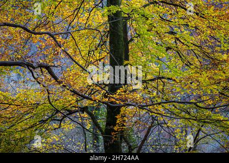 Colourful autumn Beech trees at Symonds Yat Rock,  Forest of Dean, Herefordshire, England Stock Photo